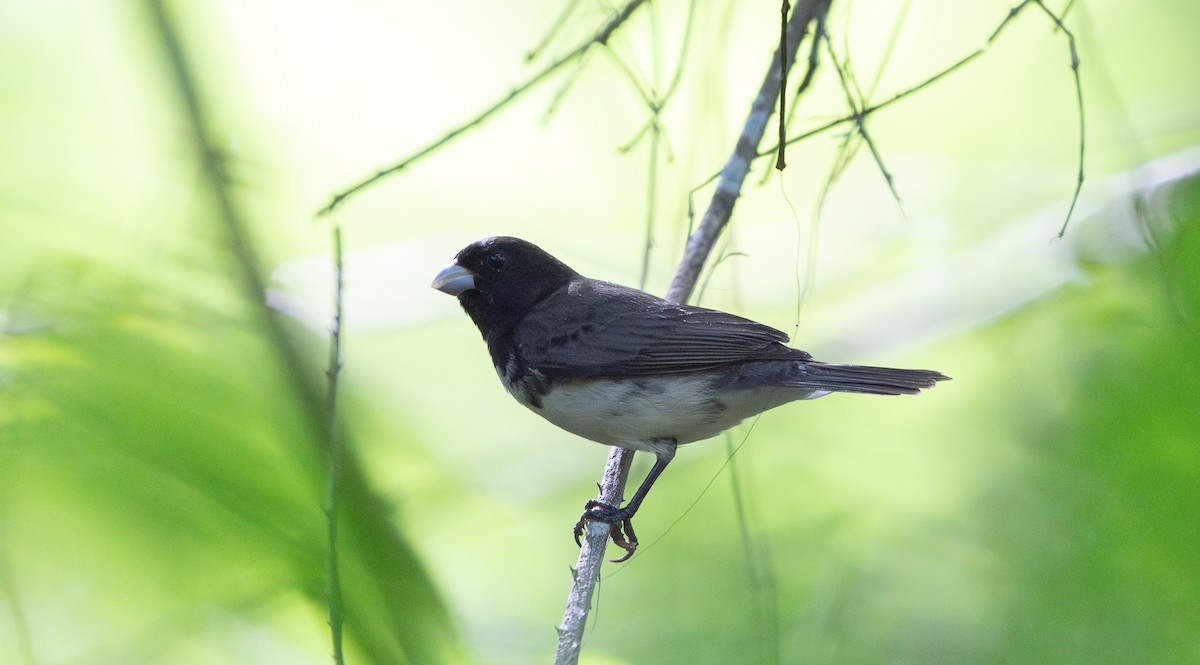 Dubois's Seedeater - ML646253055