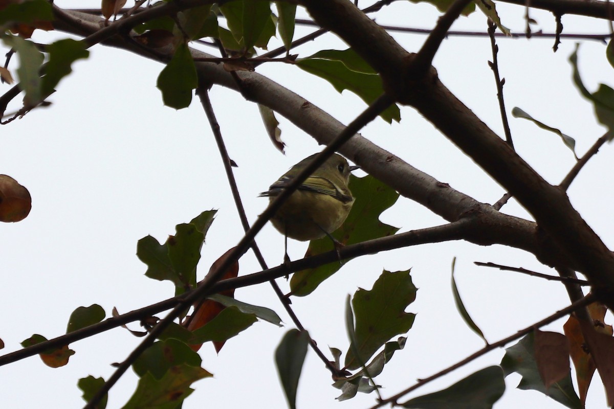 králíček americký - ML646253058