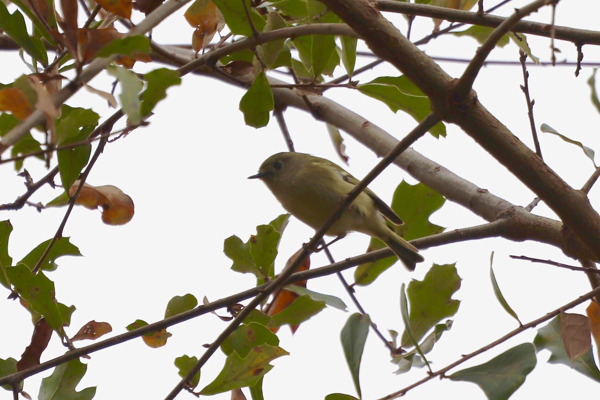 králíček americký - ML646253059