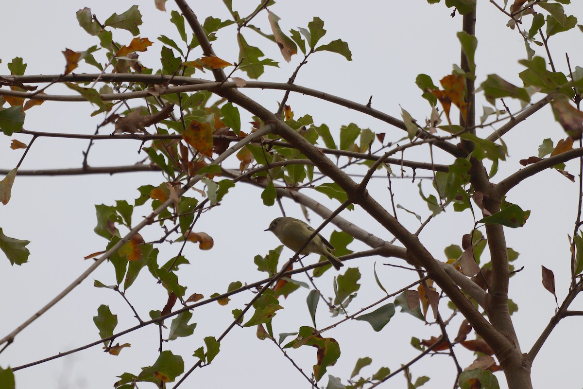 králíček americký - ML646253060