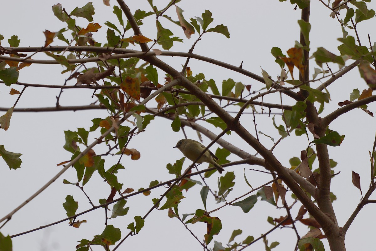 králíček americký - ML646253062