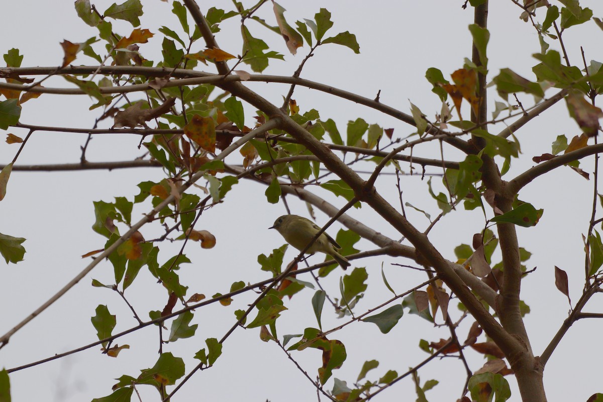 králíček americký - ML646253063