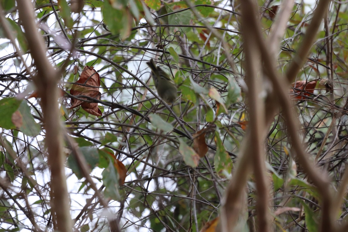 králíček americký - ML646253065