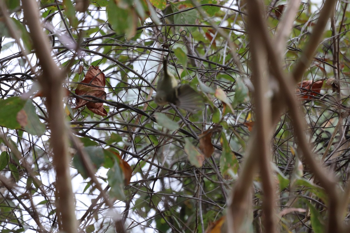 králíček americký - ML646253066