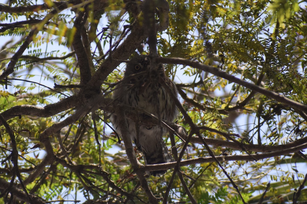 Peruvian Pygmy-Owl - ML646253070