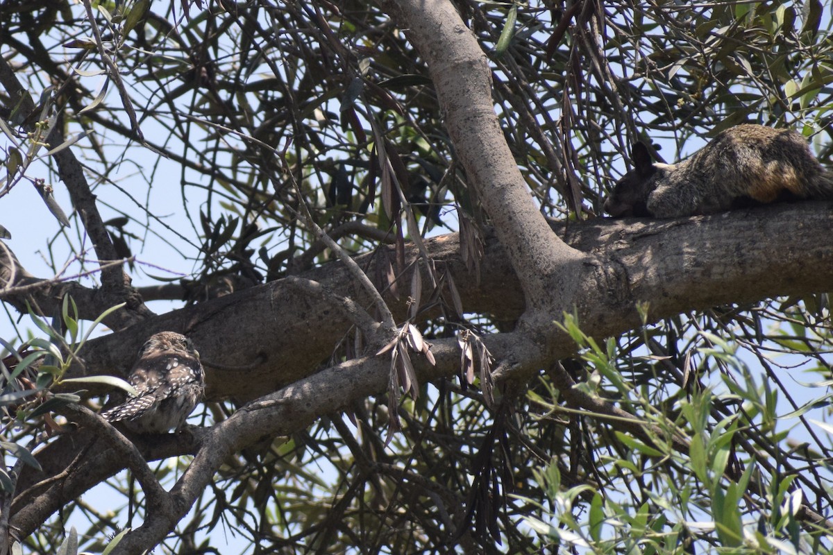 Peruvian Pygmy-Owl - ML646253071