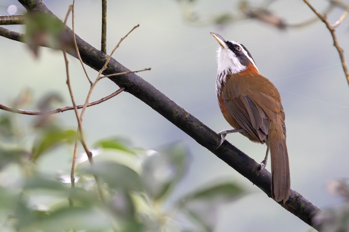 小彎嘴 - ML646253075