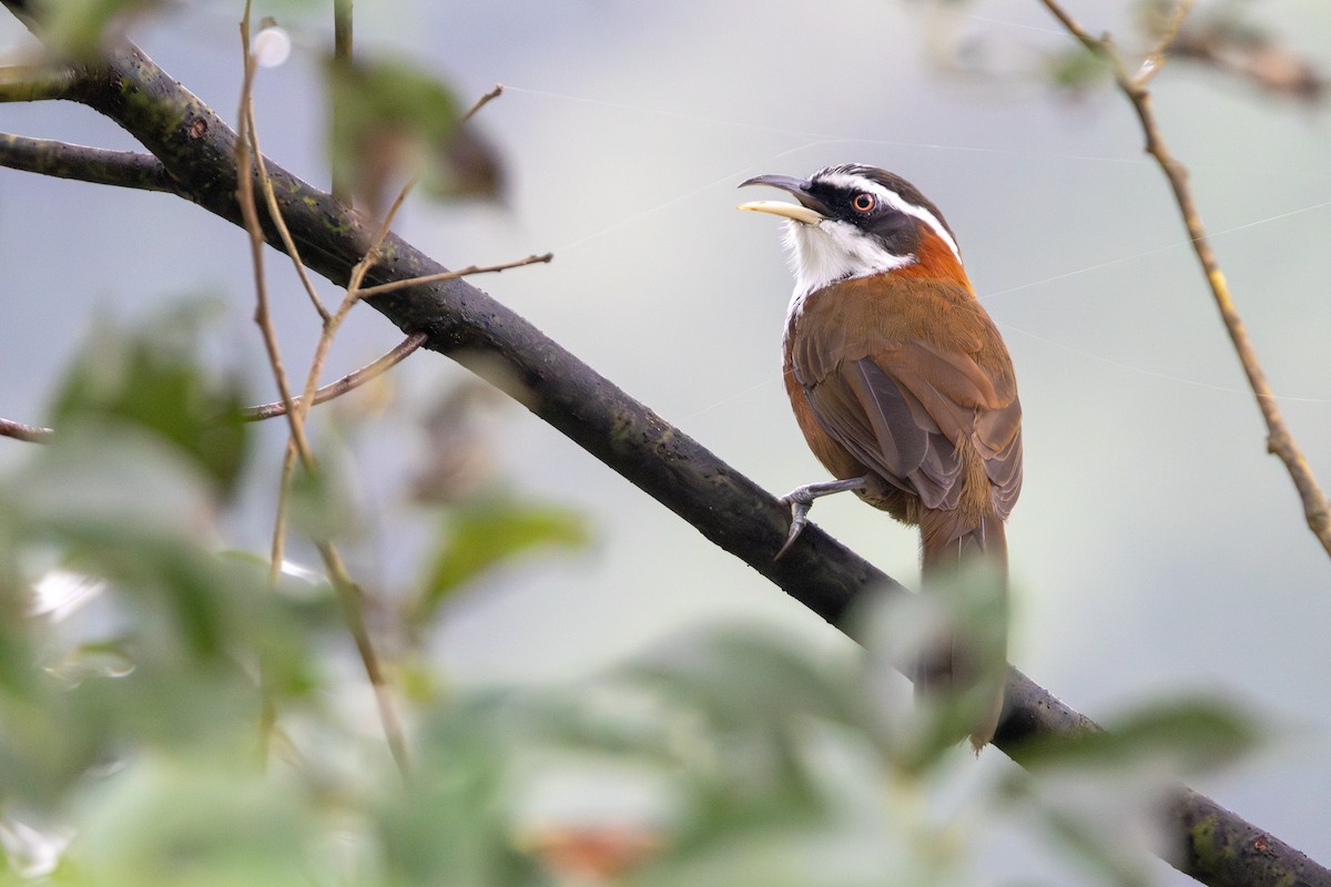 小彎嘴 - ML646253077