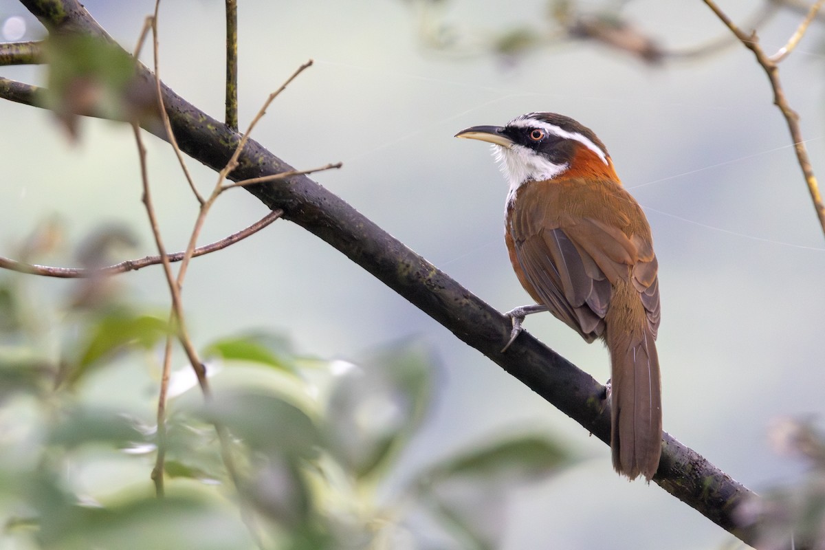 小彎嘴 - ML646253078