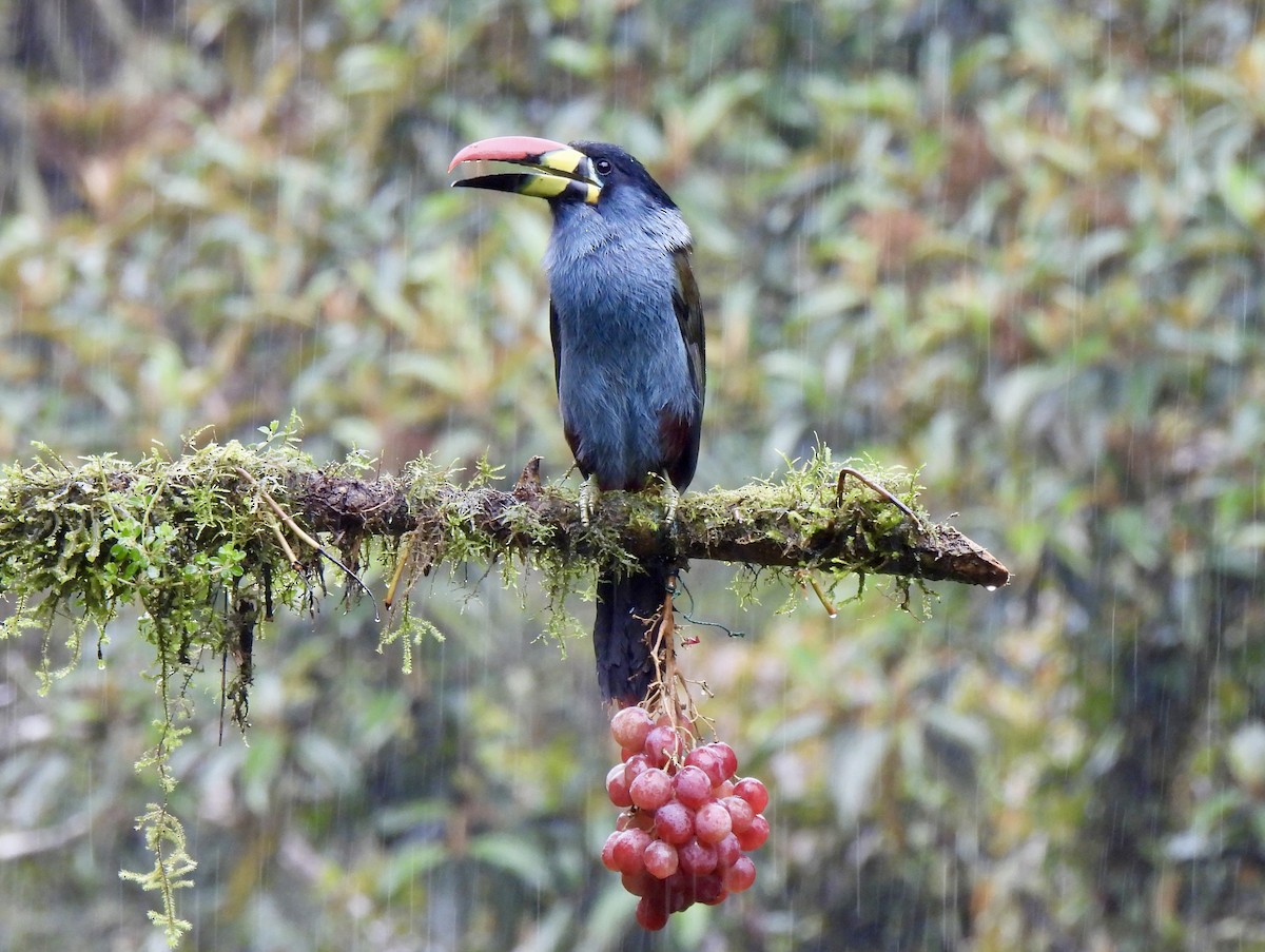 Tucán Pechigrís - ML646253079