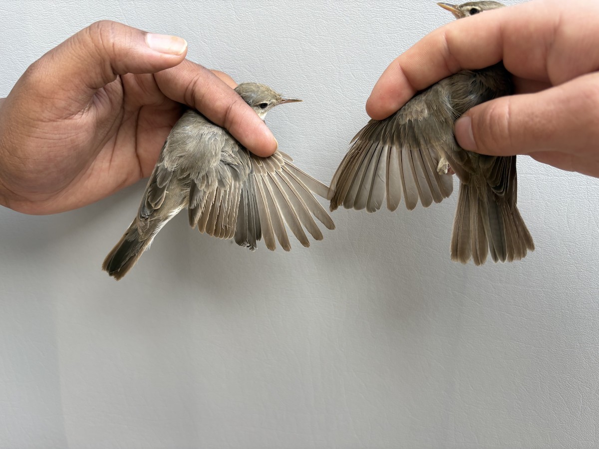 Eastern Olivaceous Warbler - ML646253083