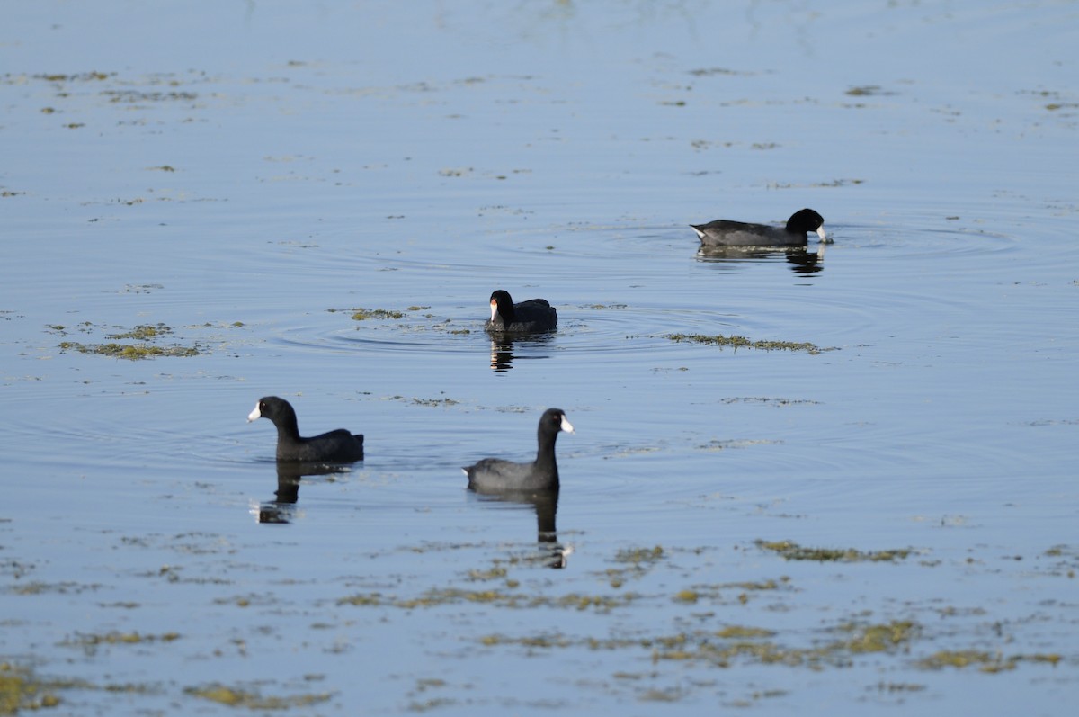American Coot - ML646253092