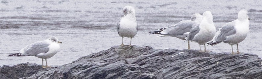 Ring-billed Gull - ML646253095