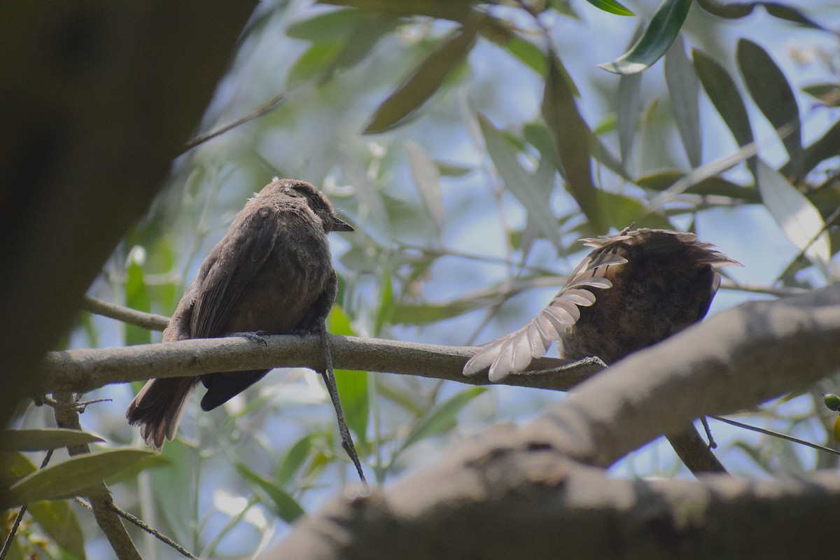 Vermilion Flycatcher (obscurus Group) - ML646253096