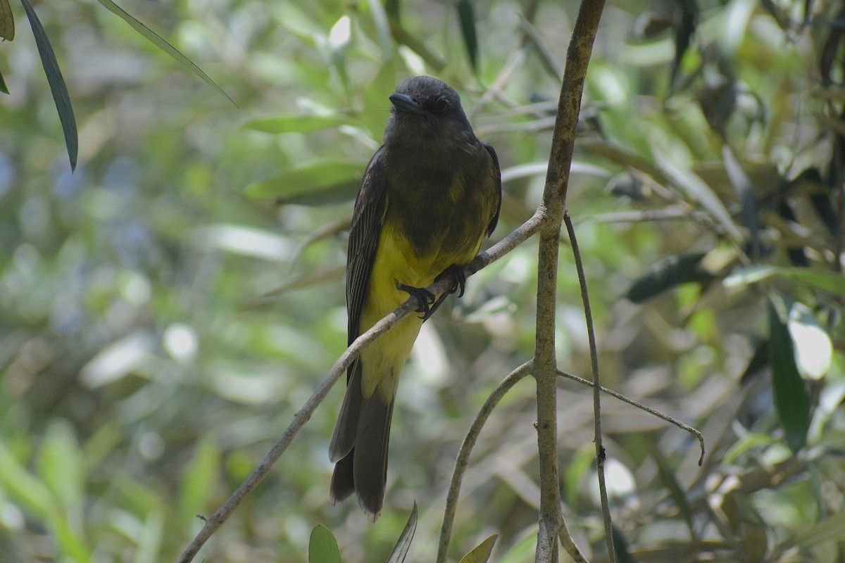 Tropical Kingbird - ML646253098