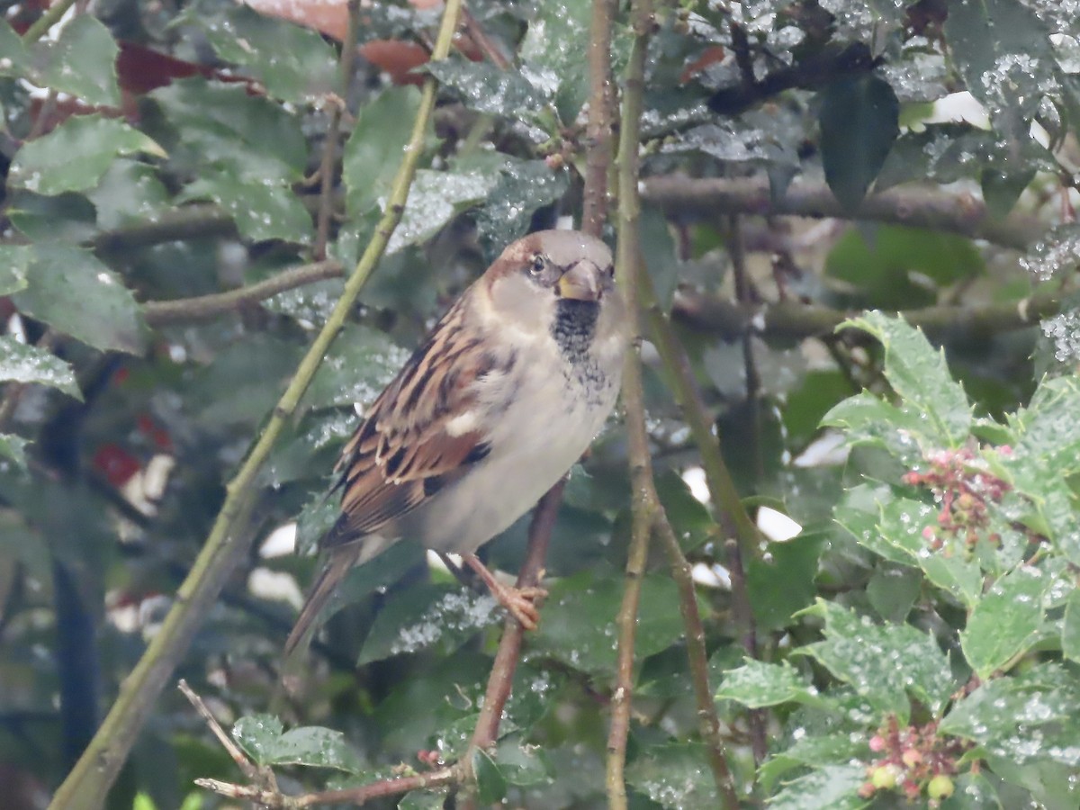 House Sparrow - ML646253099