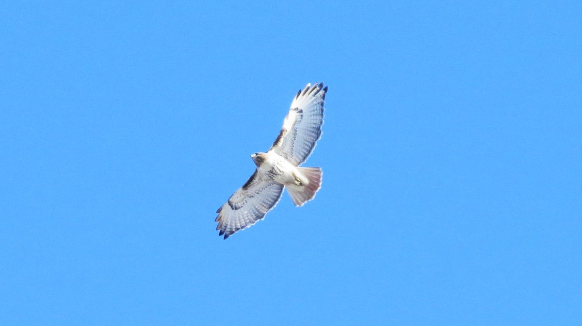 Red-tailed Hawk - ML646253100
