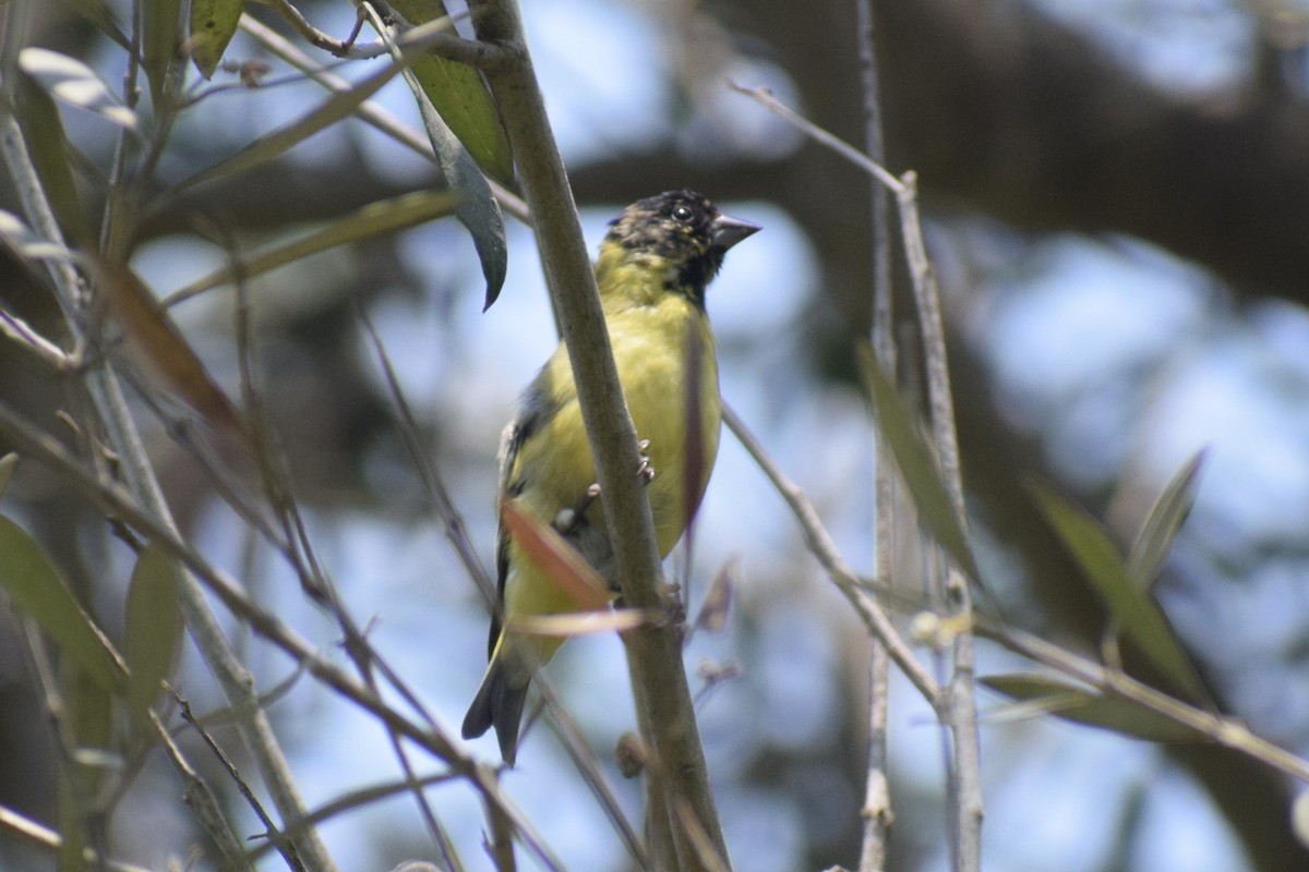 čížek jihoamerický - ML646253101