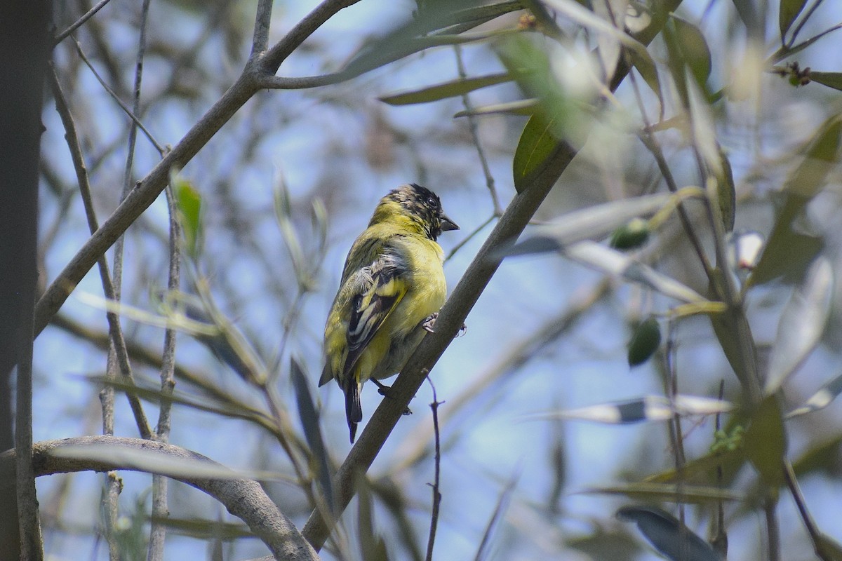 čížek jihoamerický - ML646253102