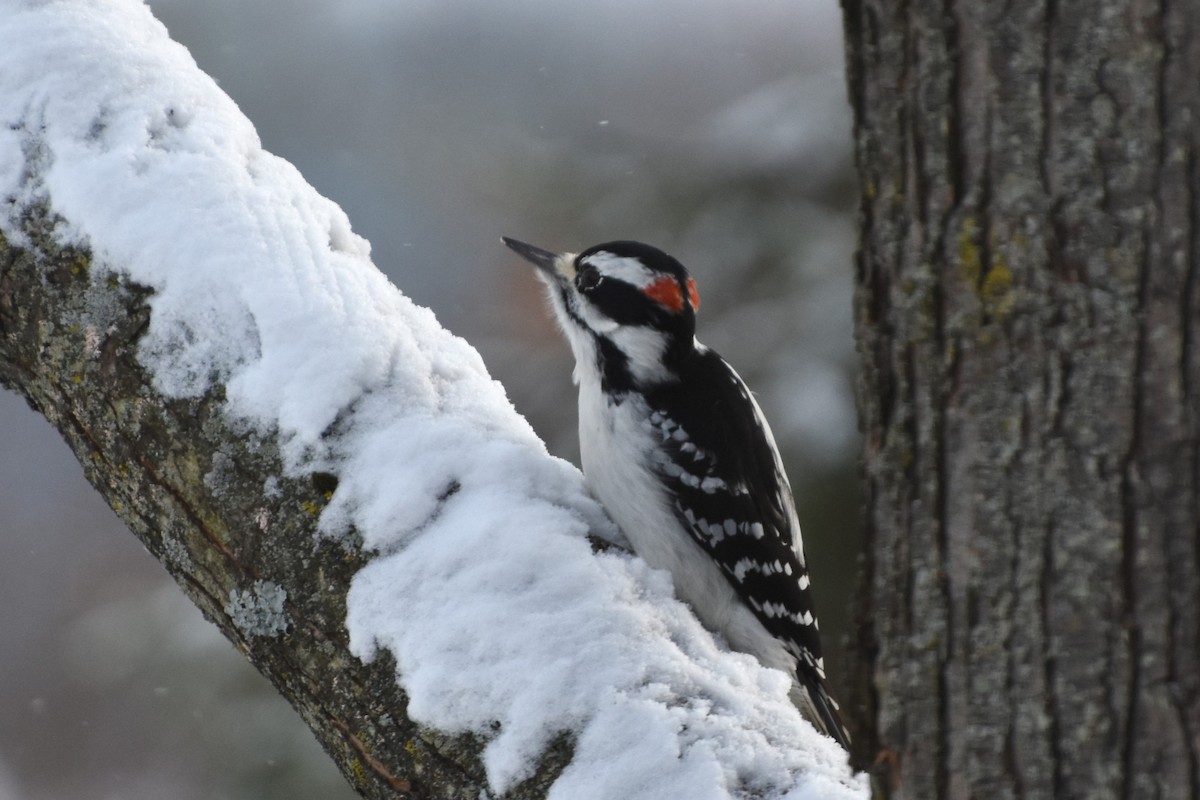 Hairy Woodpecker - ML646253103