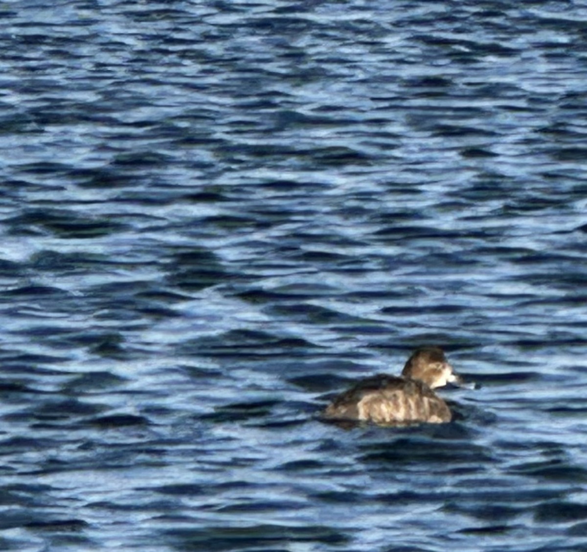 Porrón Americano - ML646253106