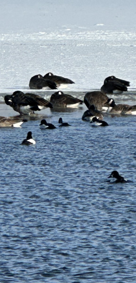 Common Goldeneye - ML646253108