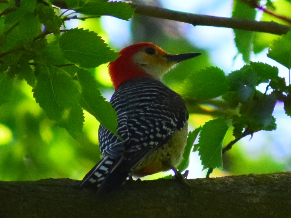 Red-bellied Woodpecker - ML646253110