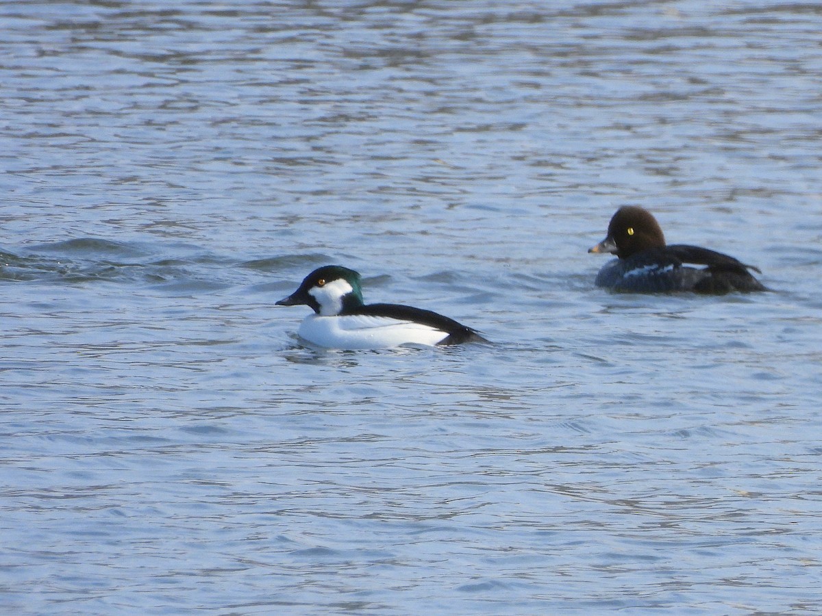 Bufflehead x Common Goldeneye (hybrid) - ML646253112