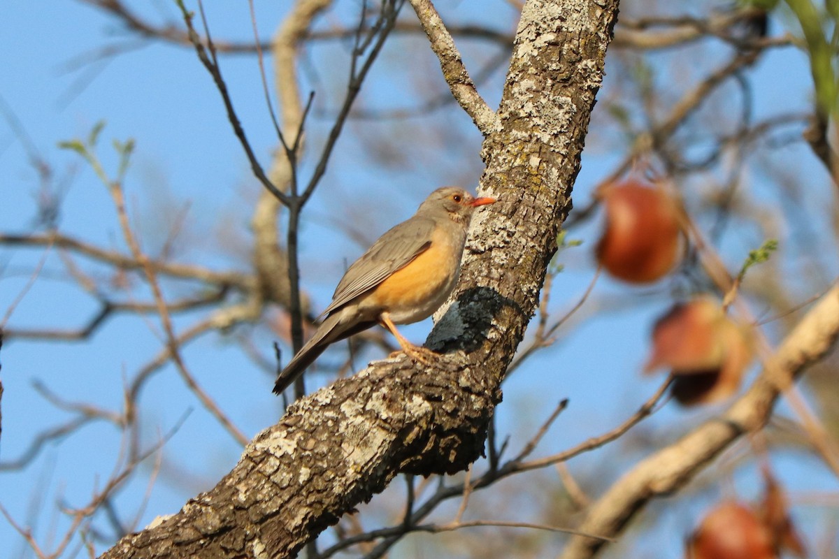 Kurrichane Thrush - ML646253113