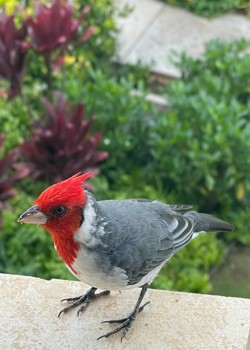 Red-crested Cardinal - ML646253114