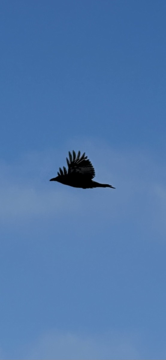 Common Raven - ML646253129