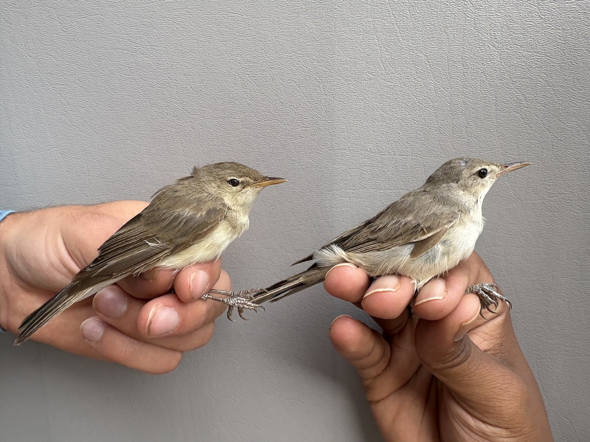 Eastern Olivaceous Warbler - ML646253132