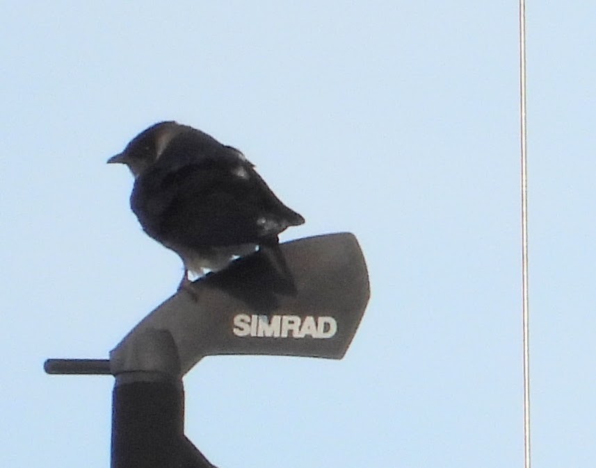 Purple Martin - ML646253133