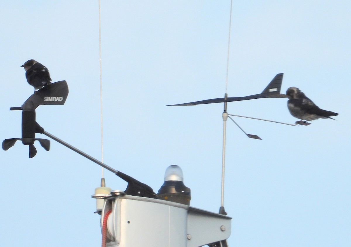 Purple Martin - ML646253134