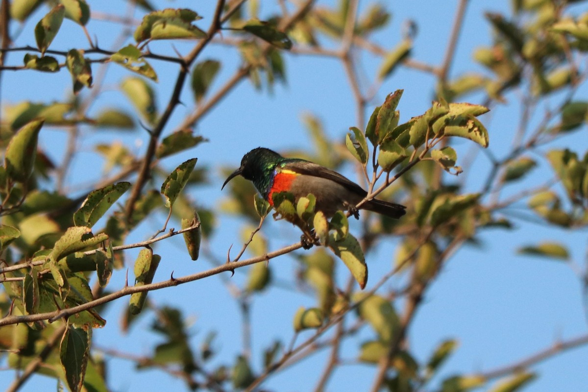 Eastern Miombo Sunbird - ML646253135