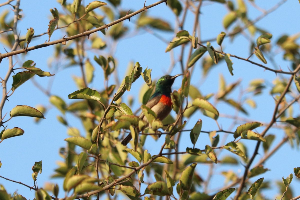 Eastern Miombo Sunbird - ML646253136