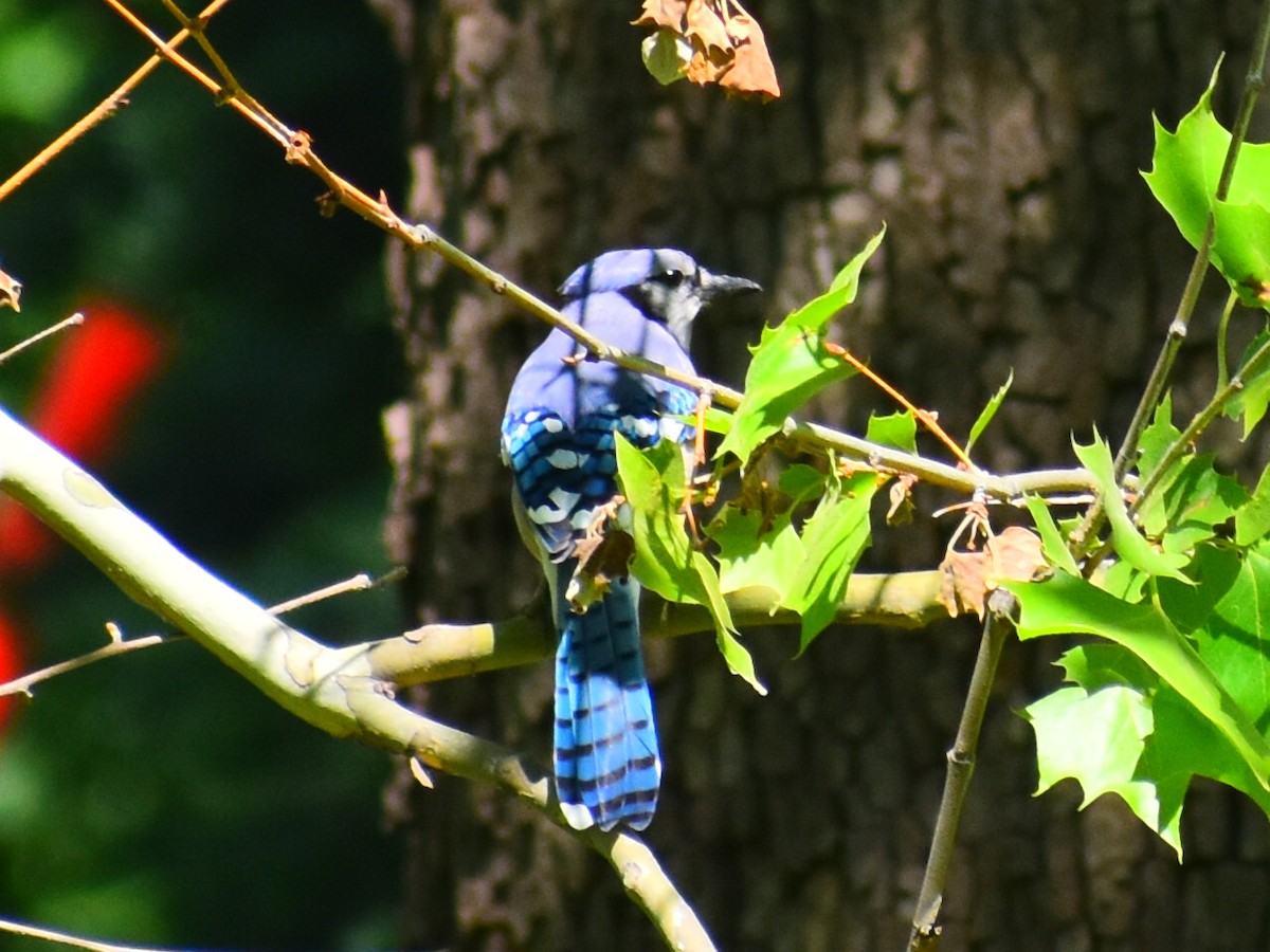 Blue Jay - ML646253139