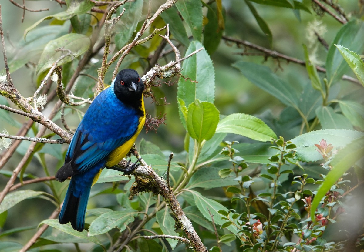 Hooded Mountain Tanager - ML646253141