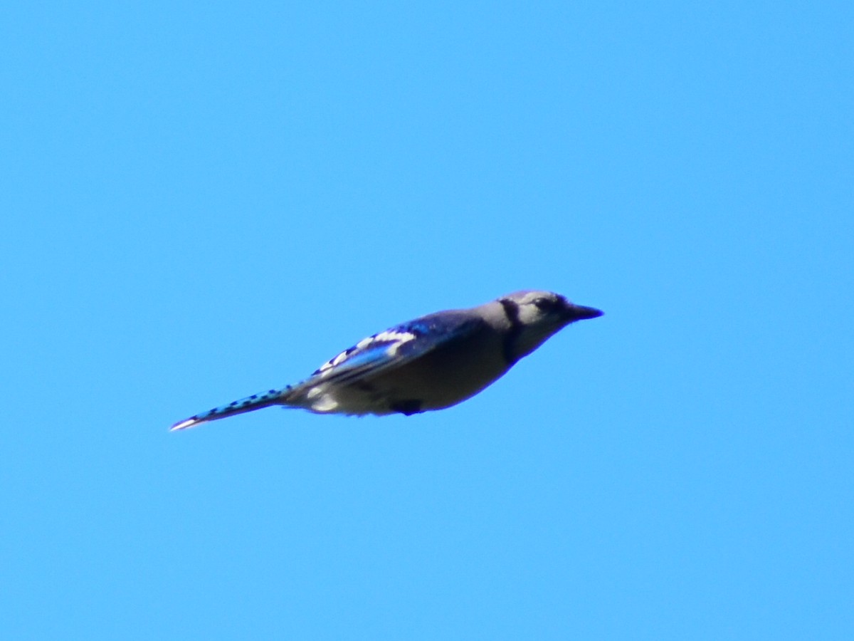 Blue Jay - ML646253142