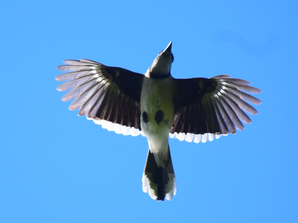 Blue Jay - ML646253146