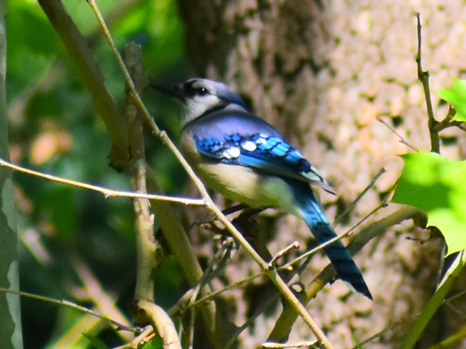 Blue Jay - ML646253150