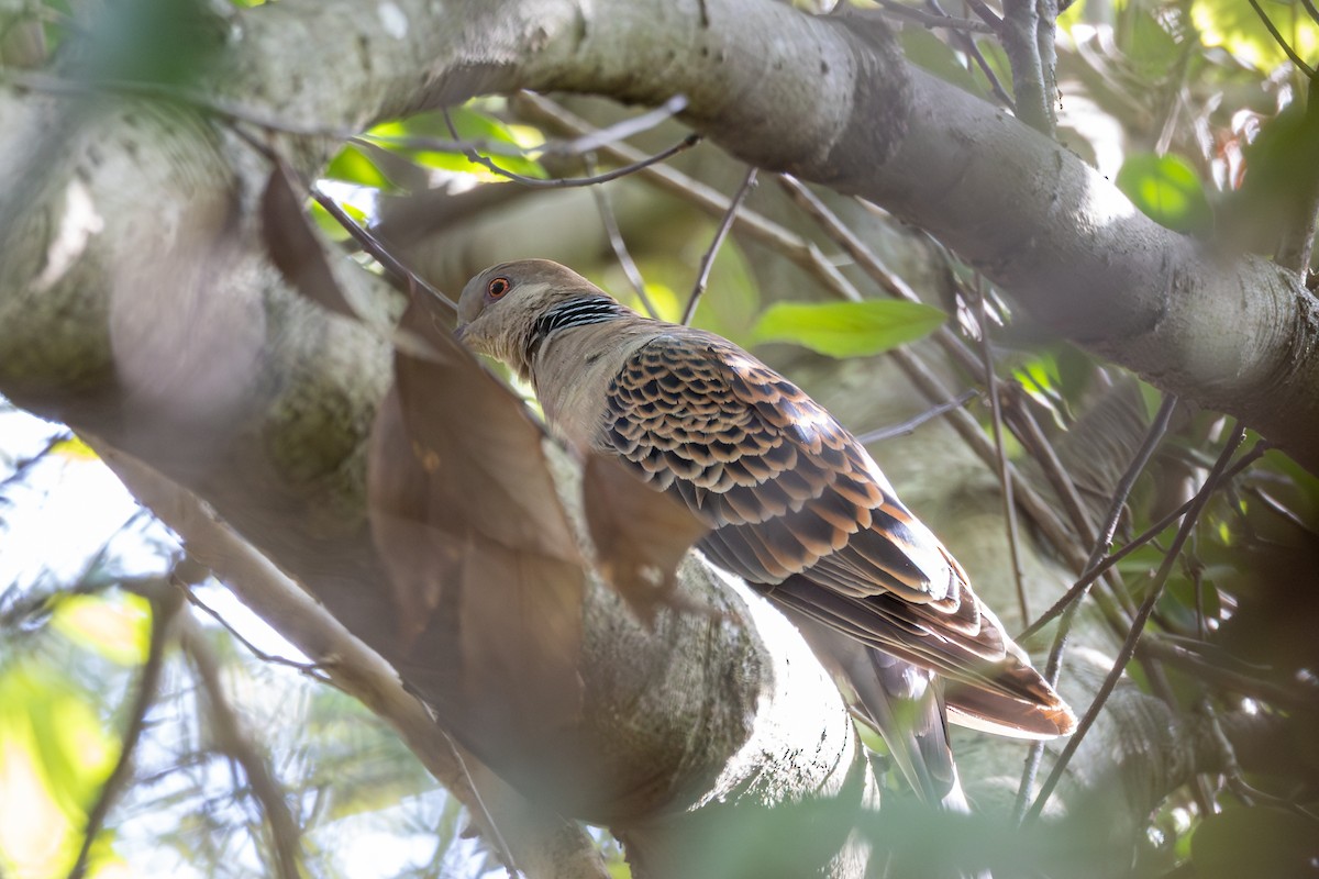 Oriental Turtle-Dove - ML646253151