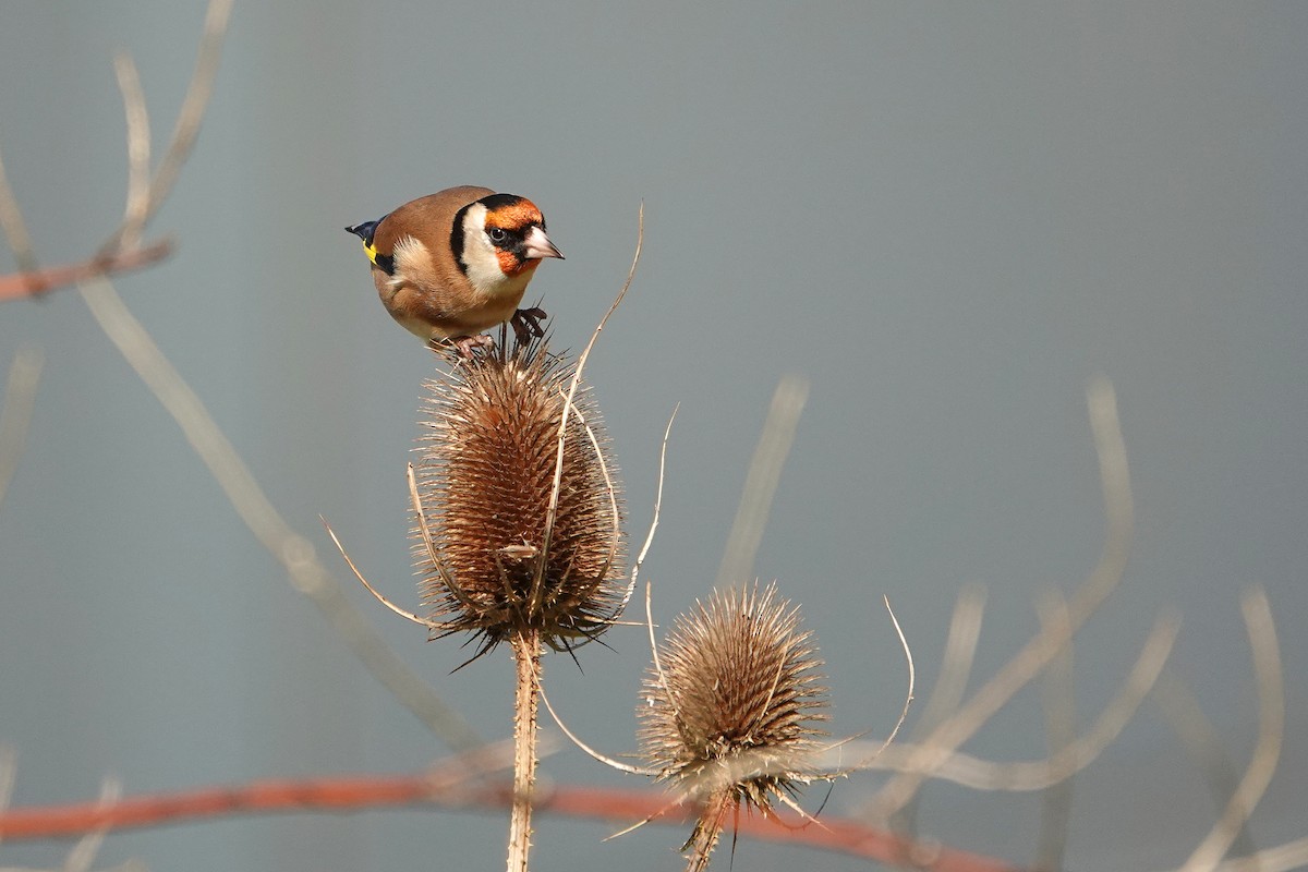 Stieglitz - ML646253159