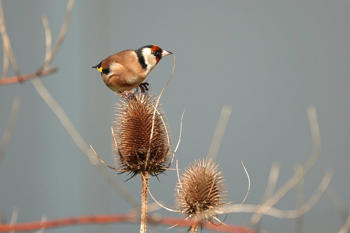 Stieglitz - ML646253160