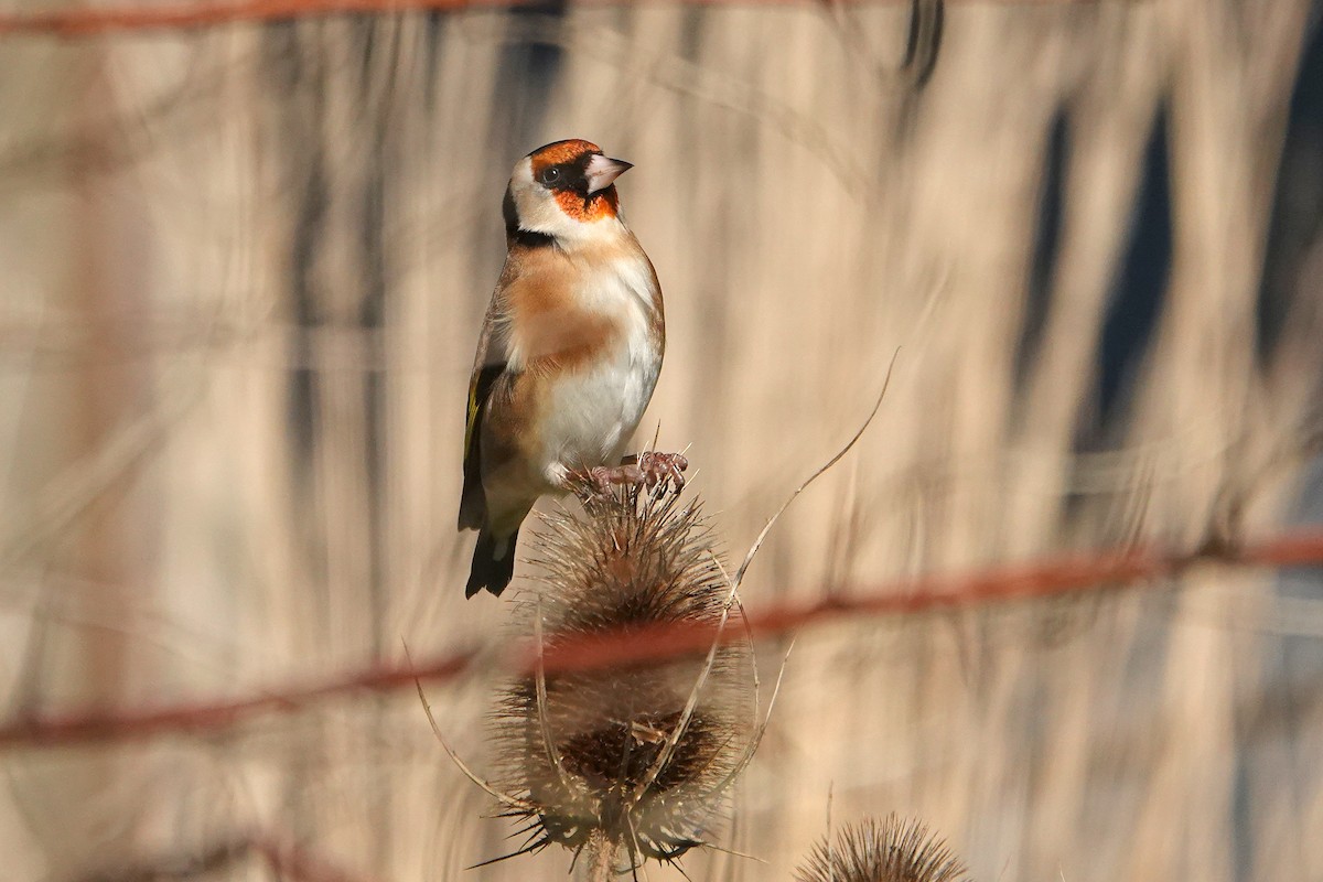 Stieglitz - ML646253161