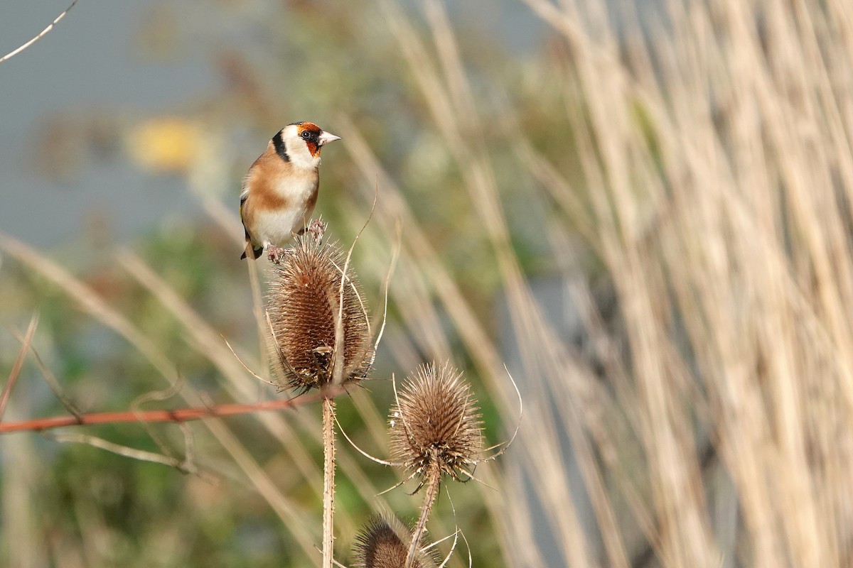 Stieglitz - ML646253162