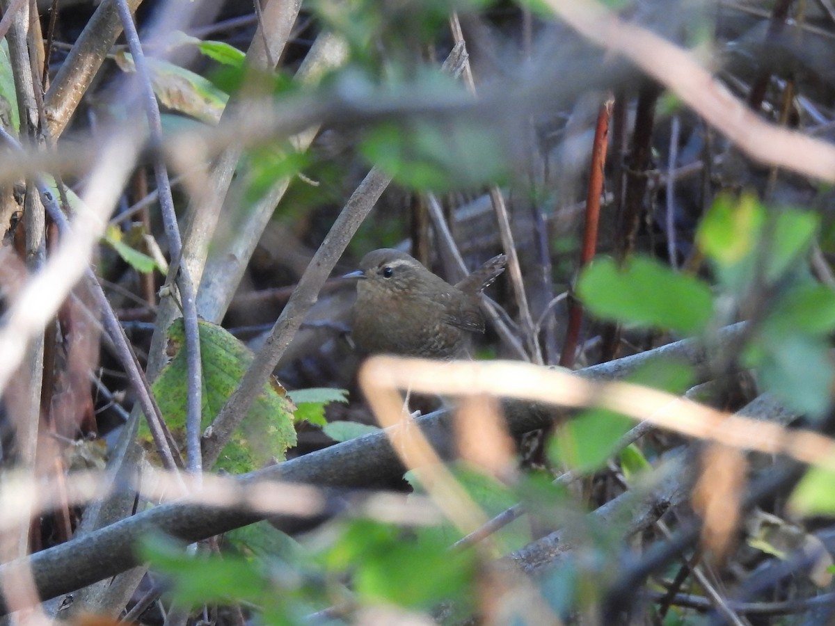 Pasifik Çıtkuşu - ML646253165