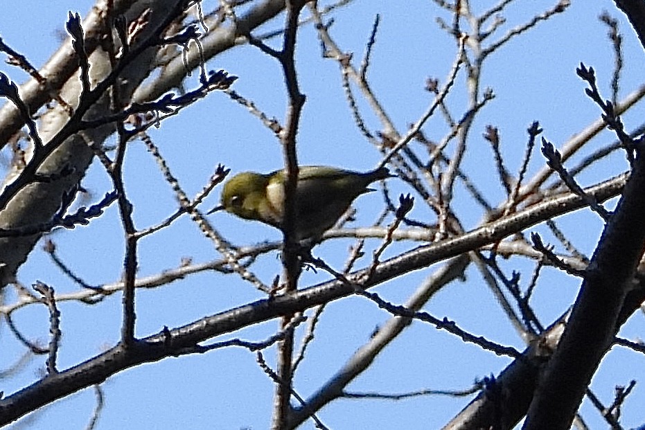 Warbling White-eye - ML646253168