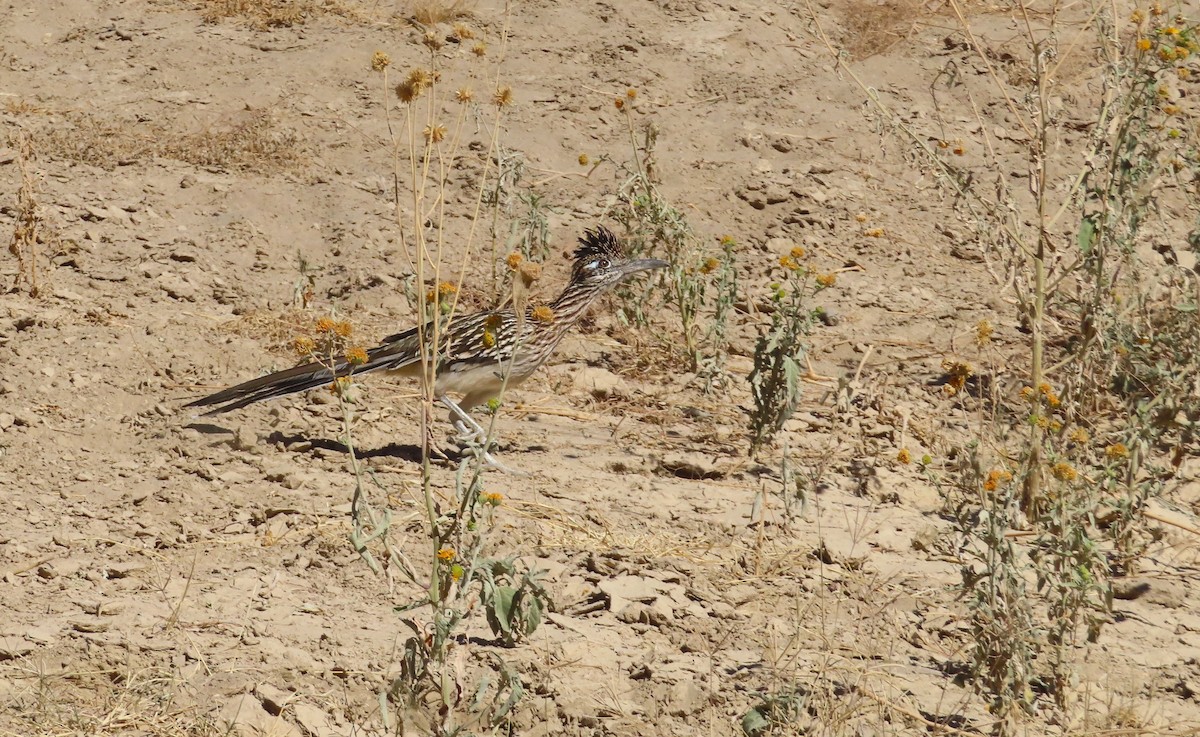 Greater Roadrunner - ML646253171