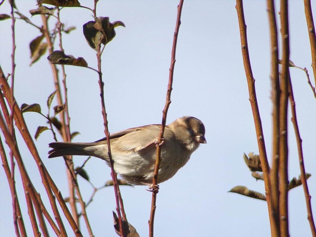 House Sparrow - ML646253174